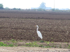 Ardea alba