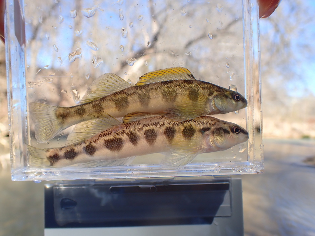 Guadalupe Darter