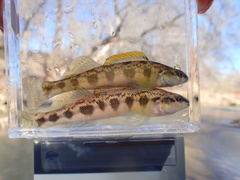 Guadalupe Darter photo 1