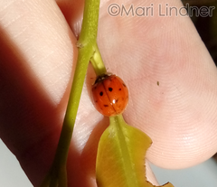 Harmonia axyridis