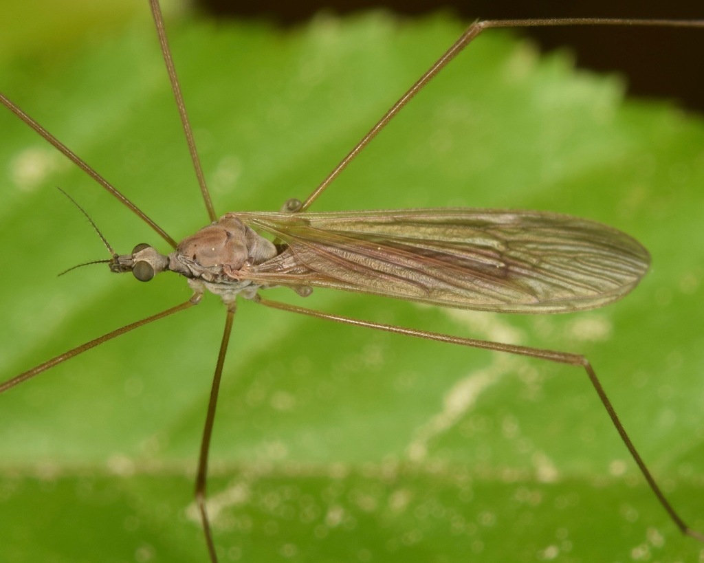 Pseudolimnophila contempta