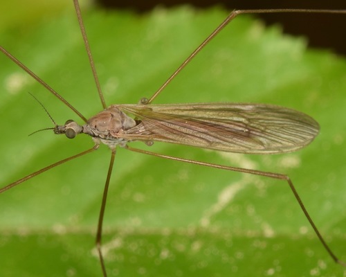 Pseudolimnophila contempta