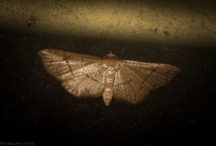 Hypolamprus ypsilon