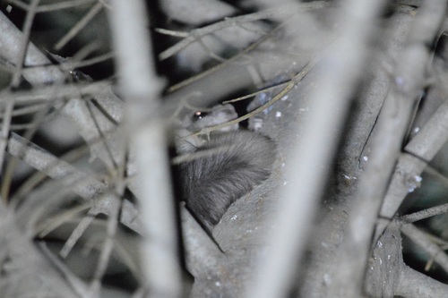 Humboldt's Flying Squirrel observed by lpkreemer