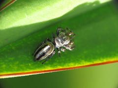 Dendryphantes mordax