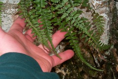 Asplenium × gravesii