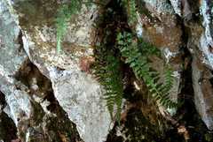 Asplenium × gravesii