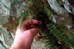 Asplenium × gravesii