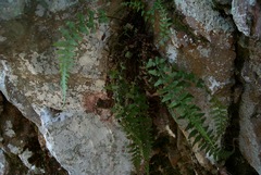 Asplenium × gravesii