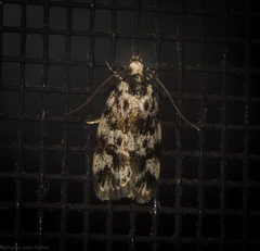 Barea eucapnodes