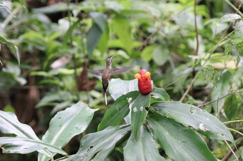Long-tailed Hermit (Phaethornis superciliosus)