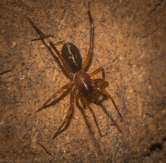 Leichhardteus albofasciatus