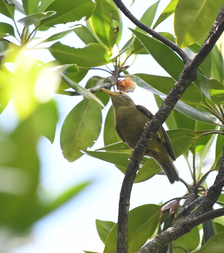 Megazosterops palauensis, 2024-06-14