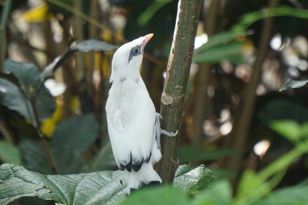 Bali Myna (Leucopsar rothschildi)