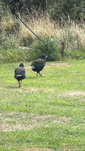 South Island Takahe (Porphyrio hochstetteri), photo 4