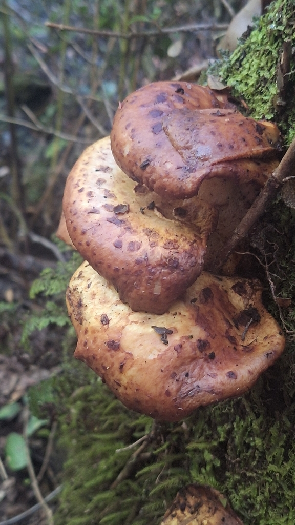 Fomitopsis maculatissima