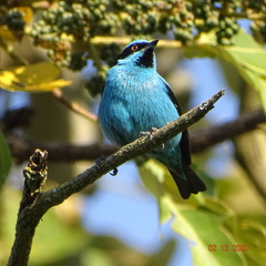 Dacnis hartlaubi