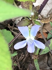 Viola edulis