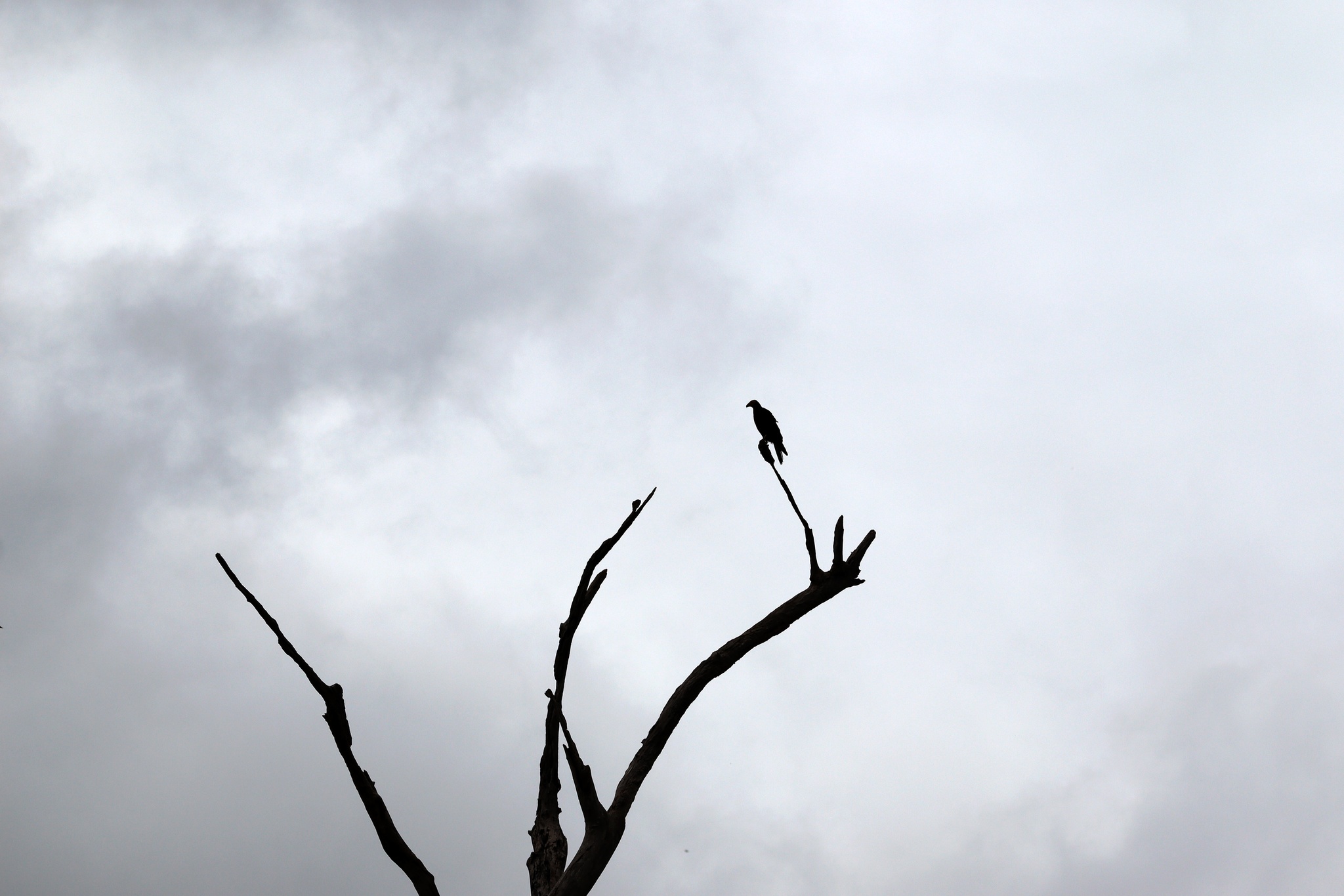 Black Caracara (Daptrius ater), photo 4