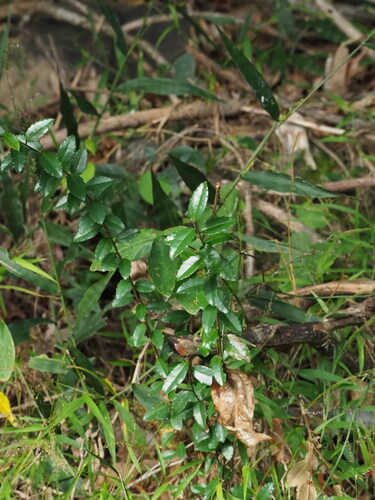Scolopia oldhamii, photograph 6