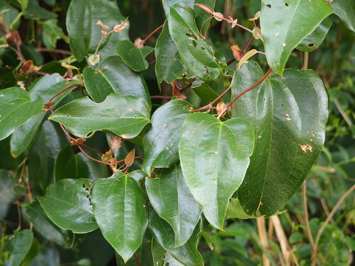 Smilax ocreata, photograph 5