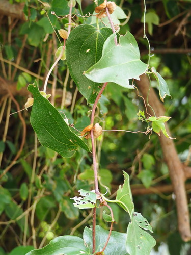 Smilax ocreata, photograph 6