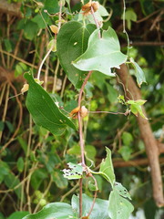 Smilax ocreata, photograph author not stated, no rights reserved