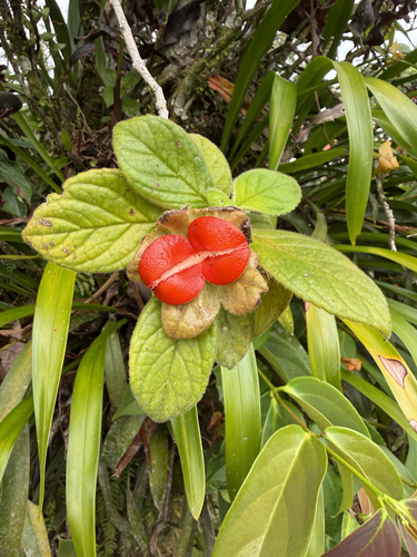 Drymonia alloplectoides, 2026-02-07