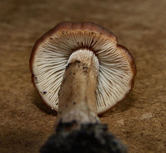 Agaricales