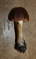 Agaricales