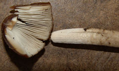 Agaricales