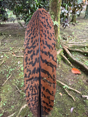 Great Curassow photo 5