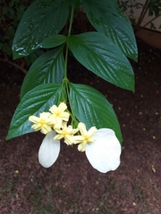 Pseudomussaenda flava