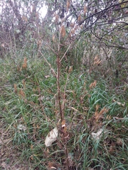 Tagetes foetidissima