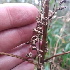 Tagetes foetidissima