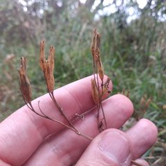 Tagetes foetidissima