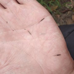 Tagetes foetidissima