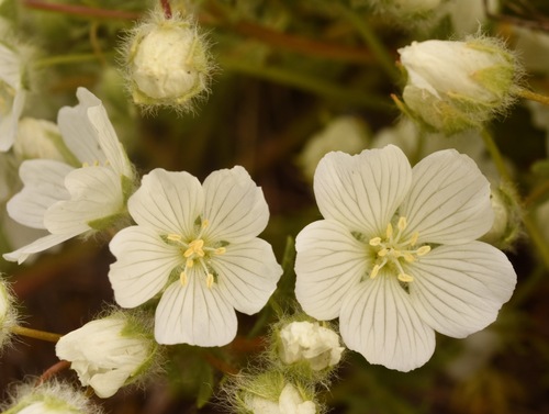 white meadowfoam (Limnanthes alba)