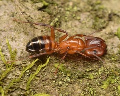 Camponotus snellingi