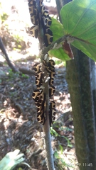 Membracis trimaculata