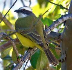 Myiozetetes similis