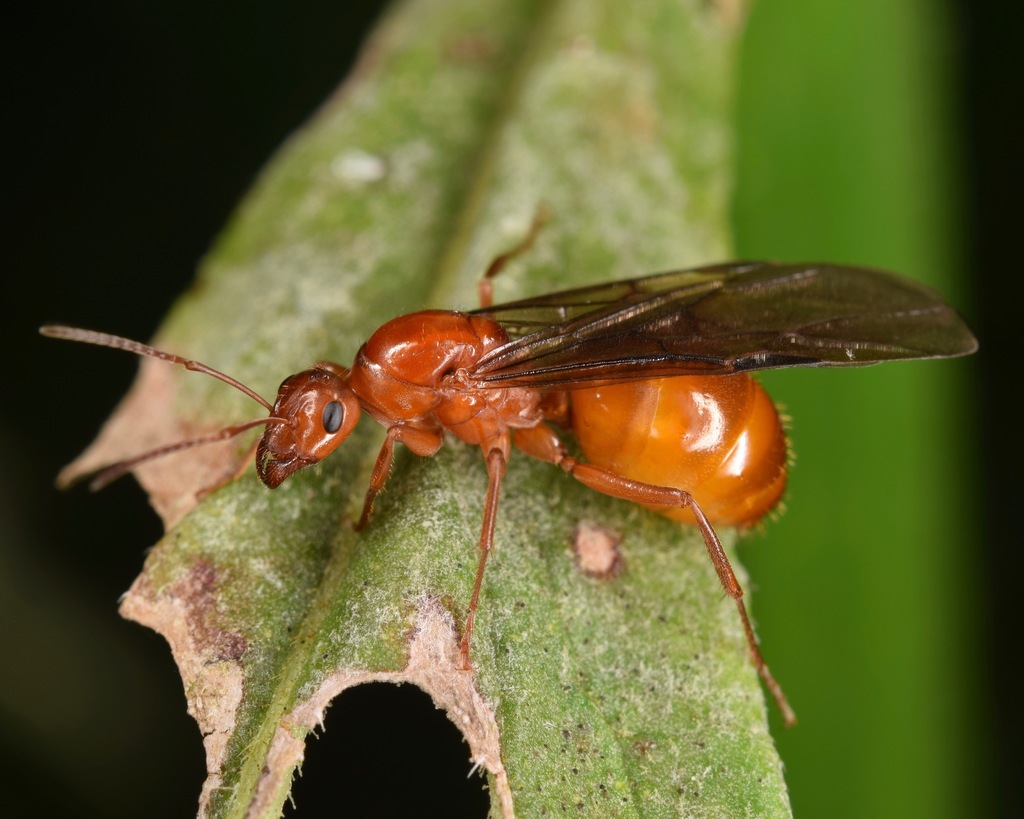 Variable Field Ant