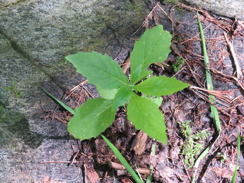 Erechtites hieraciifolius observed 2024-07-12