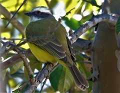Myiozetetes similis