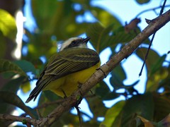 Myiozetetes similis
