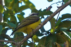 Myiozetetes similis