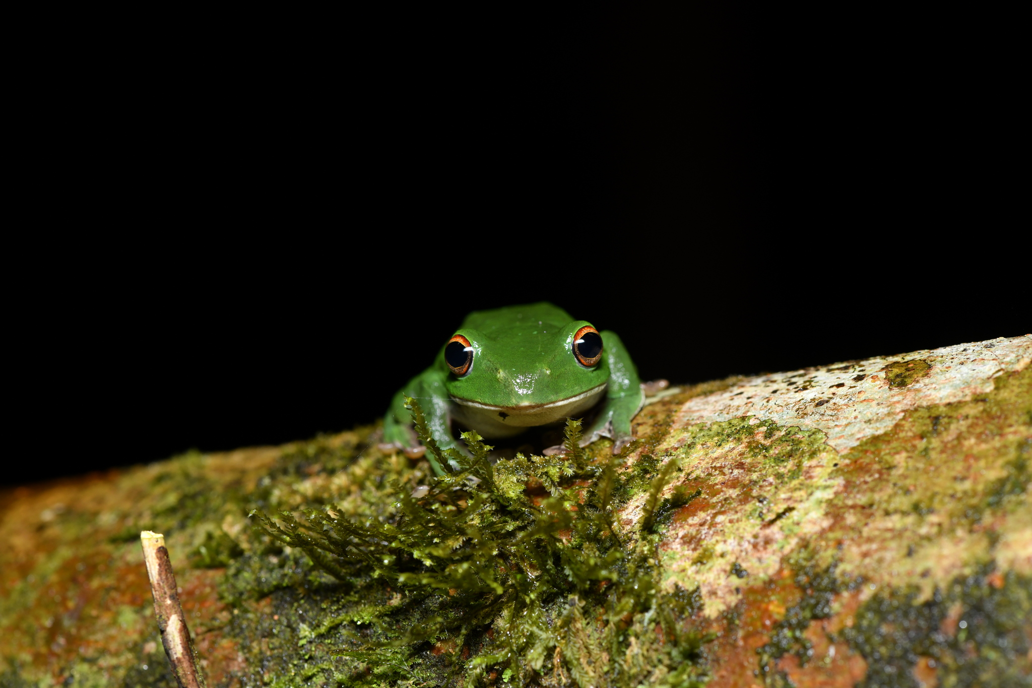 Nantou Flying Frog, Zhangixalus moltrechti