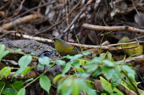 Taiwan Liocichla (Liocichla steerii), photo 1