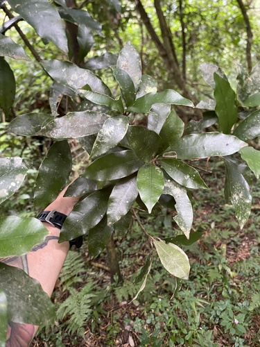 Natal Milkplum (Englerophytum natalense)