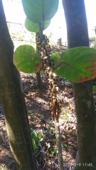 Membracis trimaculata